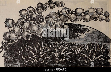 . Catálogo : 1902. Viveros Catálogos de Toronto Ontario; catálogos de semillas de hortalizas, flores de catálogos de semillas; Plantas ornamentales; catálogos de lámparas (Plantas) Catálogos catálogos; frutas; implementos agrícolas catálogos. P/EONIES chino el viejo Paeony ha sido durante mucho tiempo un habitante de nuestros jardines. Se encuentran entre las más resistentes flores que tenemos, y son admirados por sus flores grandes y gay, que se produjo a comienzos del verano. Mientras muchos hermosos tipos han sido ofrecidos en nuestro catálogo, tenemos esta temporada, importados directamente desde el agricultor más célebre en el mundo, los mejores collecti
