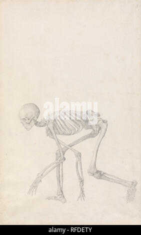 Esqueleto humano: vista lateral en posición de cuclillas, de la