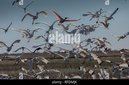 La alimentación mixta bandada de ibis, garzas y espátulas rosadas que van a aterrizar en Marsh, Brazoria National Wildlife Refuge, Texas. Foto de stock