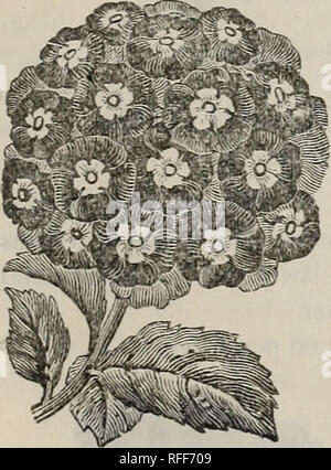 . Temporada de 1902 : Las semillas, bulbos. Viveros Catálogos de Middletown Connecticut; catálogos de semillas de hortalizas, flores de semillas catálogos; Equipos de jardinería y suministros catálogos. NASTURTIUM-Tall y los enanos. Midsummer Dream surtido, junto a los guisantes dulces han sido estas las flores favoritas con nuestros clientes. Hemos importado desde Europa y comprada por los grandes productores en los Estados Unidos, y nuestro sueño de verano Colección creemos que es la mejor ahora ofrecido. Nuestra mezcla comprende esos encantadores colores, esas grandes y hermosas flores, hace la más variada y hermosa colección nunca s