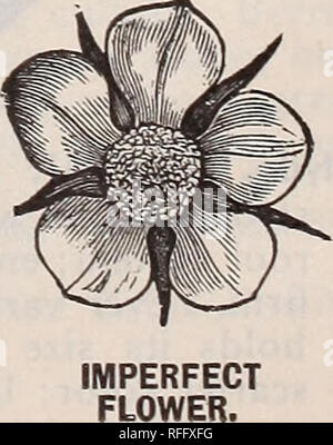 . La primavera de 1900. Viveros Catálogos Painesville Ohio; catálogos de semillas de hortalizas, flores de catálogos; lámparas (Plantas) Catálogos; Plantas ornamentales, plántulas de árboles frutales; catálogos catálogos; fruto de los catálogos. . Por favor tenga en cuenta que estas imágenes son extraídas de la página escaneada imágenes que podrían haber sido mejoradas digitalmente para mejorar la legibilidad, la coloración y el aspecto de estas ilustraciones pueden no parecerse perfectamente a la obra original. Storrs &Amp; Harrison Co; Henry G. Gilbert viveros y el comercio de semillas Catálogo Colección. Painesville, Ohio: Storrs &Amp; Harrison Co.