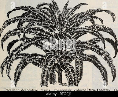. La primavera de 1900. Viveros Catálogos Painesville Ohio; catálogos de semillas de hortalizas, flores de catálogos; lámparas (Plantas) Catálogos; Plantas ornamentales, plántulas de árboles frutales; catálogos catálogos; fruto de los catálogos. Excelente plantas decorativas, maravillosamente con diferentes combinaciones de colores amarillo, rojo, blanco y verde. Son muy fácil de cultivar, y hacerlo bien en cualquier conservatorio caliente o ventana, y son especialmente valiosas para dormir en verano; 15c cada uno; se distinguen seis tipos de 75c. DRACENAS. Terminalis. Una excelente planta decorativa; ninguna descripción escrita puede hacer justicia. Su brillante- looki tropical