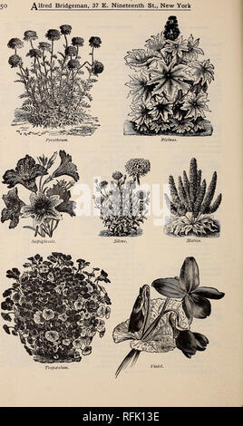 . Alfred Bridgeman semillas. Los viveros, Nueva York (Estado), Nueva York, catálogos; hortalizas, semillas, catálogos; Flores, semillas, implementos agrícolas, catálogos; catálogos. . Por favor tenga en cuenta que estas imágenes son extraídas de la página escaneada imágenes que podrían haber sido mejoradas digitalmente para mejorar la legibilidad, la coloración y el aspecto de estas ilustraciones pueden no parecerse perfectamente a la obra original. Alfred Bridgeman (firme); Bridgeman, Alfred; la semilla vieja casa; Henry G. Gilbert viveros y el comercio de semillas Catálogo Colección. Nueva York : Alfred Bridgeman