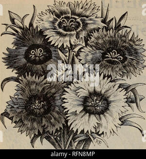 . Catálogo descriptivo ilustrado de semillas, etc.. Viveros (horticultura) Catálogos; semillas de hortalizas Catálogos Catálogos de semillas; pastos; catálogos de semillas de flores; semillas; Árboles Frutales Catálogos Catálogos catálogos; implementos agrícolas; catálogos comerciales Massachusetts Boston. vi Novedades y especialidades. Por favor tenga en cuenta que estas imágenes son extraídas de la página escaneada imágenes que podrían haber sido mejoradas digitalmente para mejorar la legibilidad, la coloración y el aspecto de estas ilustraciones pueden no parecerse perfectamente a la obra original. Schlegel &Amp; Fottler; Henry G. Gilbert Catálogo del comercio de semillas y viveros