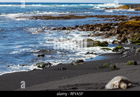 Tortugas marinas verdes para relajarse en una playa de arena negra Punalu'u en la isla más grande de Hawai Foto de stock