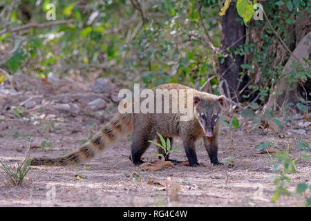 Comer cangrejo mapache, sudamericanos, mapache Procyon cancrivorus, Mato Grosso, el Pantanal, Brasil Foto de stock