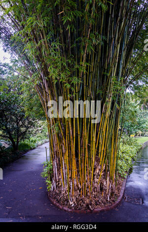- Bambú Bambusa longispiculata o Mahal bambú, Royal Botanic Gardens, Sydney, NSW, Australia Foto de stock