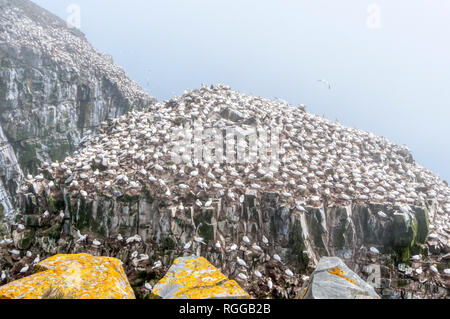 Alcatraces, Morus bassanus, aves que anidan en las rocas en el Cabo de Santa María en la Reserva Ecológica colonia reproductora en Newfoundland, Canadá. Foto de stock