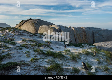 Sudáfrica, Cabo de Buena Esperanza, la playa Boulders, colonia de pingüinos Jackass, Spheniscus demersus Foto de stock