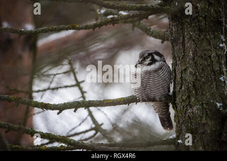 El Norte Surnia ulula Hawk (Owl) es un cazador de luz diurna. Aquí donde se posan en una rama de pino cerca del tronco. Foto de stock