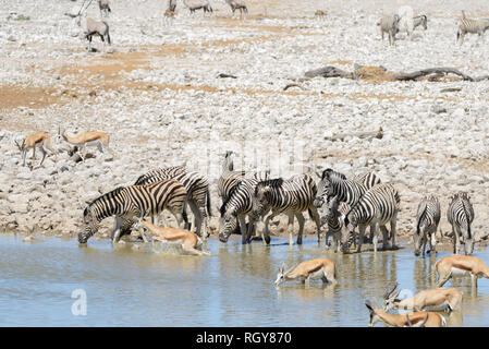 Animales salvajes africanos -gnu, kudu, orix, springbok, cebras agua potable en waterhole Foto de stock
