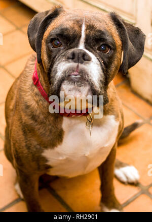 Boxer Bebe Perro Primer Plano Retrato Foto En Blanco Y Negro Fotografia De Stock Alamy