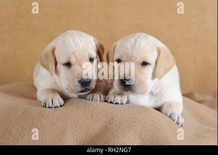 Labrador Retriever, amarillo, los cachorros de 3 semanas, recostada sobre una manta, Austria Foto de stock