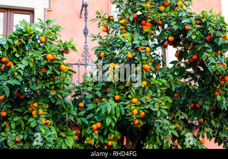 Los árboles de naranja en Sevilla, España. Foto de stock