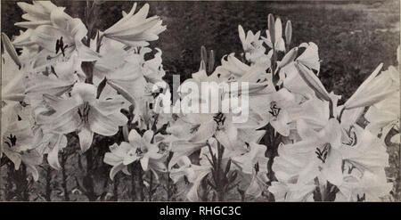 Lily, lilium, San José, San José lirio blanco, lirio, perfil, lirio blanco,  fondo blanco Fotografía de stock - Alamy