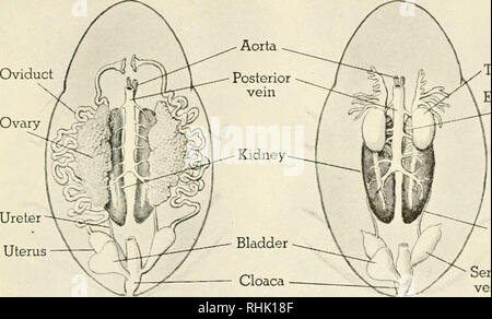 Anatomía del sistema linfático. Ilustración por: José Zambrano.