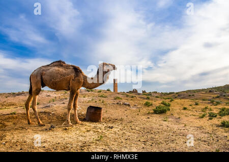Brown animal camello está de pie en el desierto Foto de stock