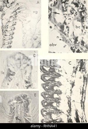 El Boletin Biologica La Biologia Zoologia Biologia Biologia Marina 432 Edward Aiki 1 0 Gt Lt Il Xcatclo Guideri Gill De Mylihis Editlis A C Ro Gt S St Ction De Gill Eje Desde El Animal Entero Fijo En