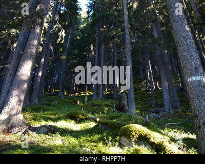 Los bosques de abeto del Parque Nacional Suizo, Suiza, en los meses de verano Foto de stock