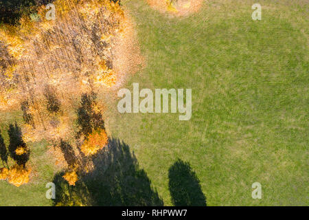 Vista superior de la antena del parque verde césped con bellos árboles otoñales. drone fotografía