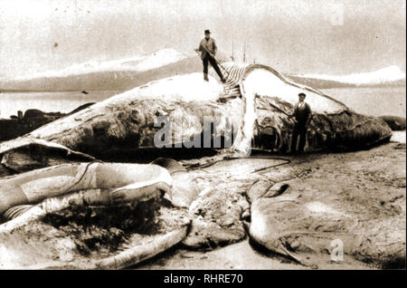- La pesca de la ballena de la industria ballenera.Una fotografía vintage hombres quitando la grasa de ballena. Foto de stock