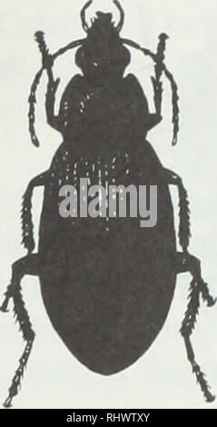 . Insectos y ácaros beneficiosos. Ácaros;; Plagas de insectos. Figura 10. Algunos importantes Illinois mariquitas. A) C- 7, Coccinella septempunctata. B) La dama tzvospotted escarabajo, Adalia bipunctata. O el manchado de los escarabajos, dama Coleomegilla maculata. D) la apuñaló dos veces dama escarabajo, Chilocorus estigma. El estigma, figura lOd) es un depredador de muchas especies de insectos. Stethorus punctum, un importante predador de araña roja en huertos de manzanos en Michigan, Pennsylvania, y el oeste de Nueva York, se encuentra esporádicamente en Illinois. Los adultos son diminutas (3 mm), redonda, brillante, negro escarabajos. Tanto los adultos como los ángeles