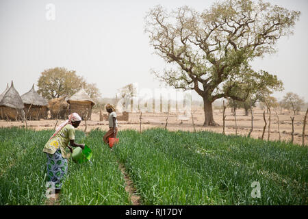 La aldea toden, Provincia Yako, Burkina Faso. La mujer del hogar pequeño jardín cerca de sus hogares. Los pozos aquí son más profundas y no se secan. Las mujeres están creciendo las cebollas para su propio uso y para vender en el mercado. Foto de stock