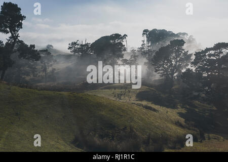 En Hobbiton brumoso bosque de pinos, Nueva Zelanda Foto de stock