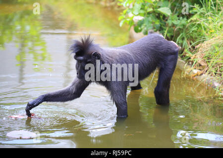 Schopfmakak steht im Wasser, Cynopithecus niger Foto de stock