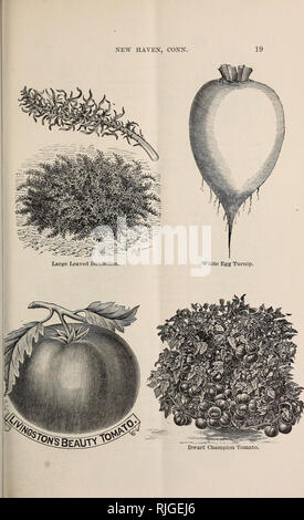 . Catálogo de semillas y plantas para la primavera de 1894. Los catálogos de semillas de hortalizas, semillas de hierbas, flores de catálogos catálogos: catálogos comerciales de New Haven, Connecticut. . Por favor tenga en cuenta que estas imágenes son extraídas de la página escaneada imágenes que podrían haber sido mejoradas digitalmente para mejorar la legibilidad, la coloración y el aspecto de estas ilustraciones pueden no parecerse perfectamente a la obra original. Robert Veitch &Amp; hijo; Henry G. Gilbert viveros y el comercio de semillas Catálogo Colección. New Haven, C. T. : Robert Veitch &Amp; Hijo