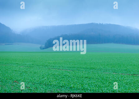 Un campo verde en la parte delantera, brumosas montañas en la parte posterior Foto de stock