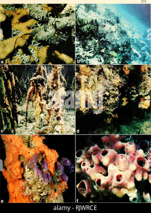 . Atolón boletín de investigación. Los arrecifes de coral y las islas; biología marina; las ciencias marinas. Placa 3. Ejemplos de los hábitats y las especies de esponja en el Pelican cayos: a, Chondrilla nucula (marrón) y Ulosa funicularis (verde) que cubre el coral muerto en superficial (2 m) arrecife exterior Ridge. Cat Cay; B, grandes esponjas barril (Xestospongia mala) en profundo (10 m) arrecife exterior Ridge. Cat Cay; c, esponja cubierta en raíces aéreas de mangle rojo. Fisherman's Cay estanque e, incluso Desmapsamma anchorata (rosa) y Myccile laevis (yel- bajo); d. la turba saliente al Manatí Cay, estanque C. con Mycale laevis (amarillo) y Spongia tubulifera (blac Foto de stock