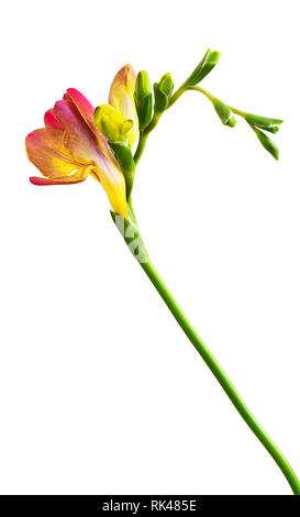 Rojo y Amarillo fresia flores y capullos aislado en blanco Foto de stock