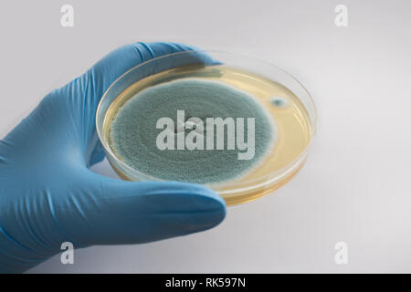 Mano enguantada sosteniendo hongo en placa de Petri Foto de stock
