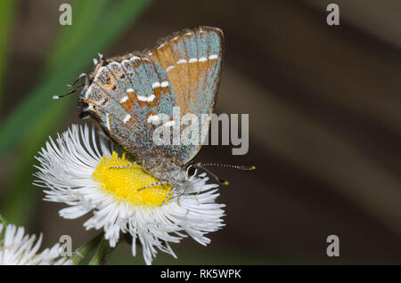 Juniper, Callophrys Hairstreak nectaring gryneus, desde fleabane, Erigeron sp.