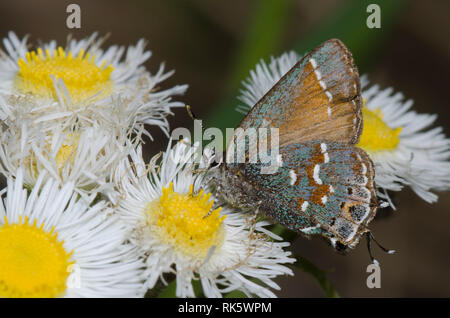 Juniper, Callophrys Hairstreak nectaring gryneus, desde fleabane, Erigeron sp.