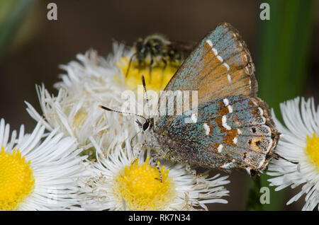 Juniper, Callophrys Hairstreak nectaring gryneus, desde fleabane, Erigeron sp.