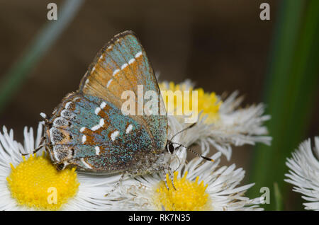 Juniper, Callophrys Hairstreak nectaring gryneus, desde fleabane, Erigeron sp.
