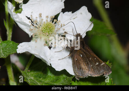 Desempolvar Skipper, Atrytonopsis nectaring hianna, desde blackberry, Rubus sp., blossom Foto de stock