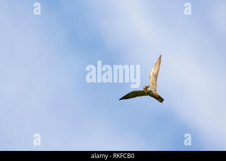 Hobby euroasiática, Falco Subbuteo en vuelo con el cielo azul y las nubes blancas en el fondo Foto de stock