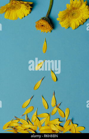 Al revés de crisantemo amarillo flor de papel azul de fondo y caigan  pétalos Fotografía de stock - Alamy