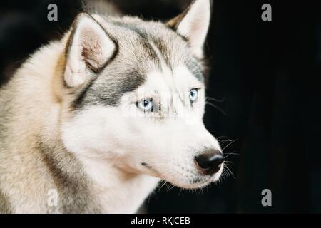 Perro Husky Siberiano Blanco Puro Con Ojos Azules De Cierre Vertical Fotografia De Stock Alamy