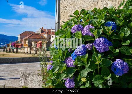 Combarro hortensias flores pueblo gallego en Pontevedra, Galicia, España  Fotografía de stock - Alamy