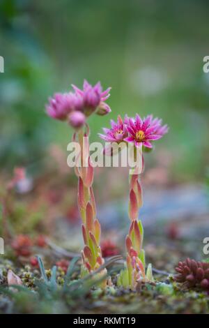 Siempreviva (Sempervivum montanum), Reserva Natural de Néouvielle, Vallée  d'Aure, L'Occitanie, Altos Pirineos, Francia, Europa Fotografía de stock -  Alamy