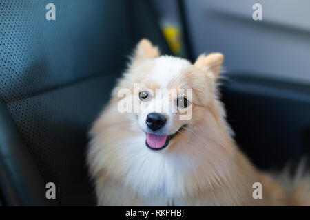 Pomerania marrón perro mirando hacia delante en el vehículo. Foto de stock