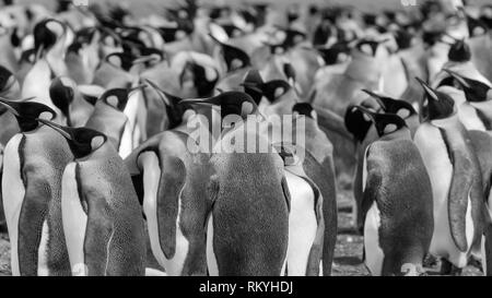 Descubra tres tipos de pingüinos en punto de voluntariado en las Islas Falkland. Explorar la mayor colonia de pingüinos rey fuera de la Antártida. Foto de stock