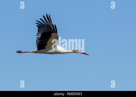 Una cigüeña volando fuertemente, formato horizontal, Lewa Desierto, Lewa Conservancy, Kenya, Africa.