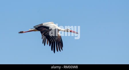 Una cigüeña volando fuertemente, formato horizontal, Lewa Desierto, Lewa Conservancy, Kenya, Africa.