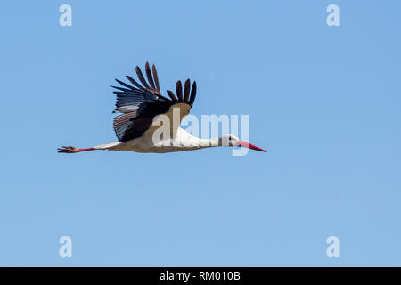 Una cigüeña volando fuertemente, formato horizontal, Lewa Desierto, Lewa Conservancy, Kenya, Africa.