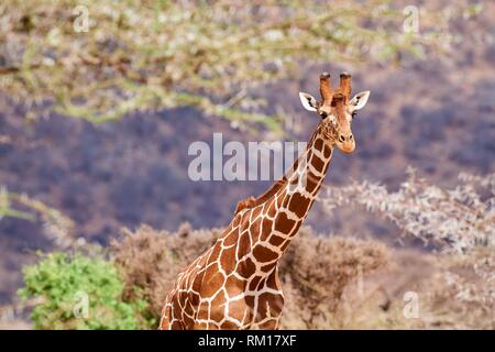 Jirafa reticulada {Giraffa camelopardalis reticulata} de cabeza y cuello, la Reserva Nacional de Samburu, Kenia, África.